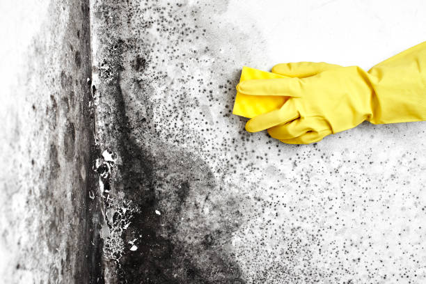 Home Mold Removal in Locust Grove, OK