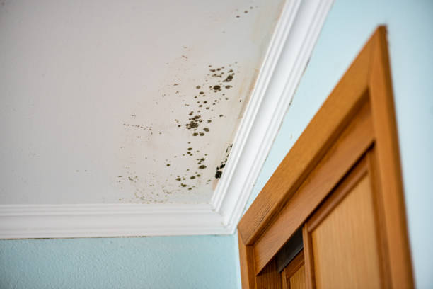 Best Mold Damage Repair  in Locust Grove, OK