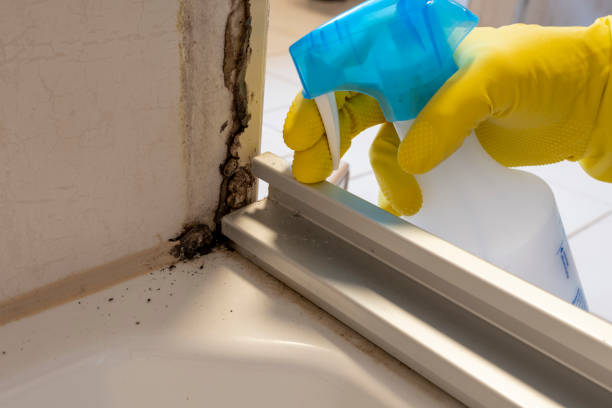 Home Mold Removal in Locust Grove, OK