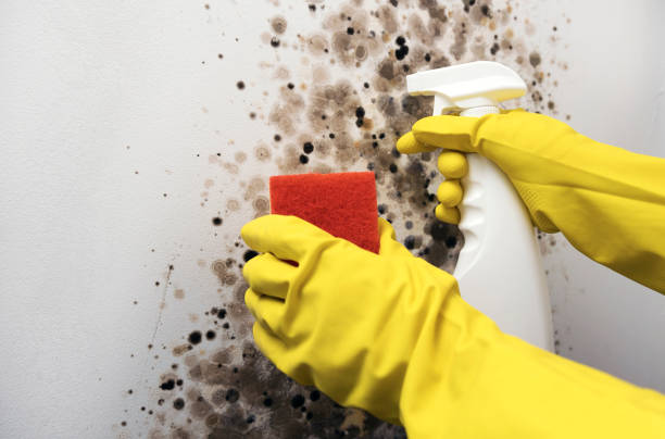 Best Black Mold Removal  in Locust Grove, OK